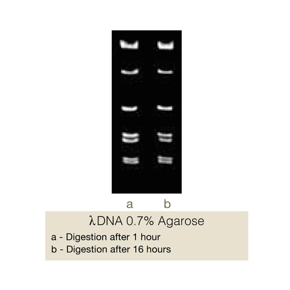 FauNDI, 500U - image 1