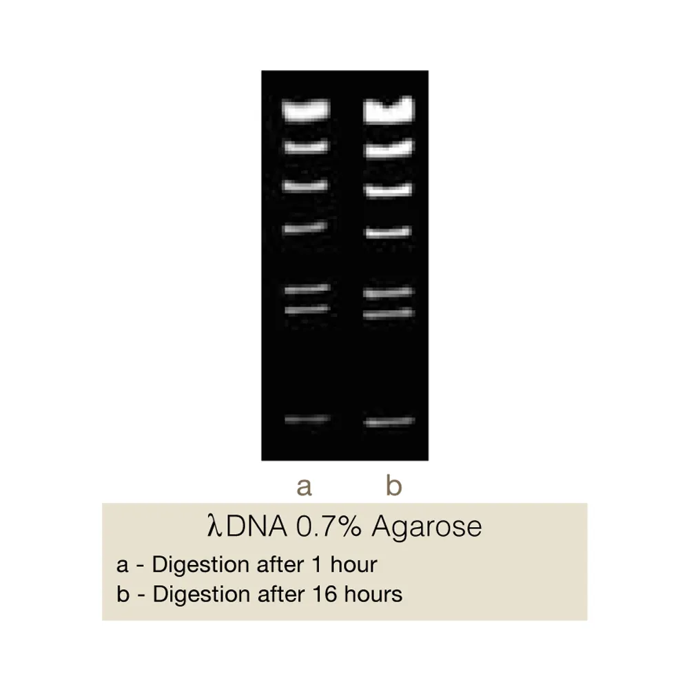 HindIII, 2500U - image 2