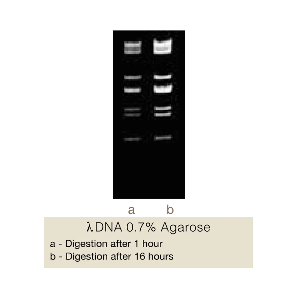 HpaI, 200U - image 1
