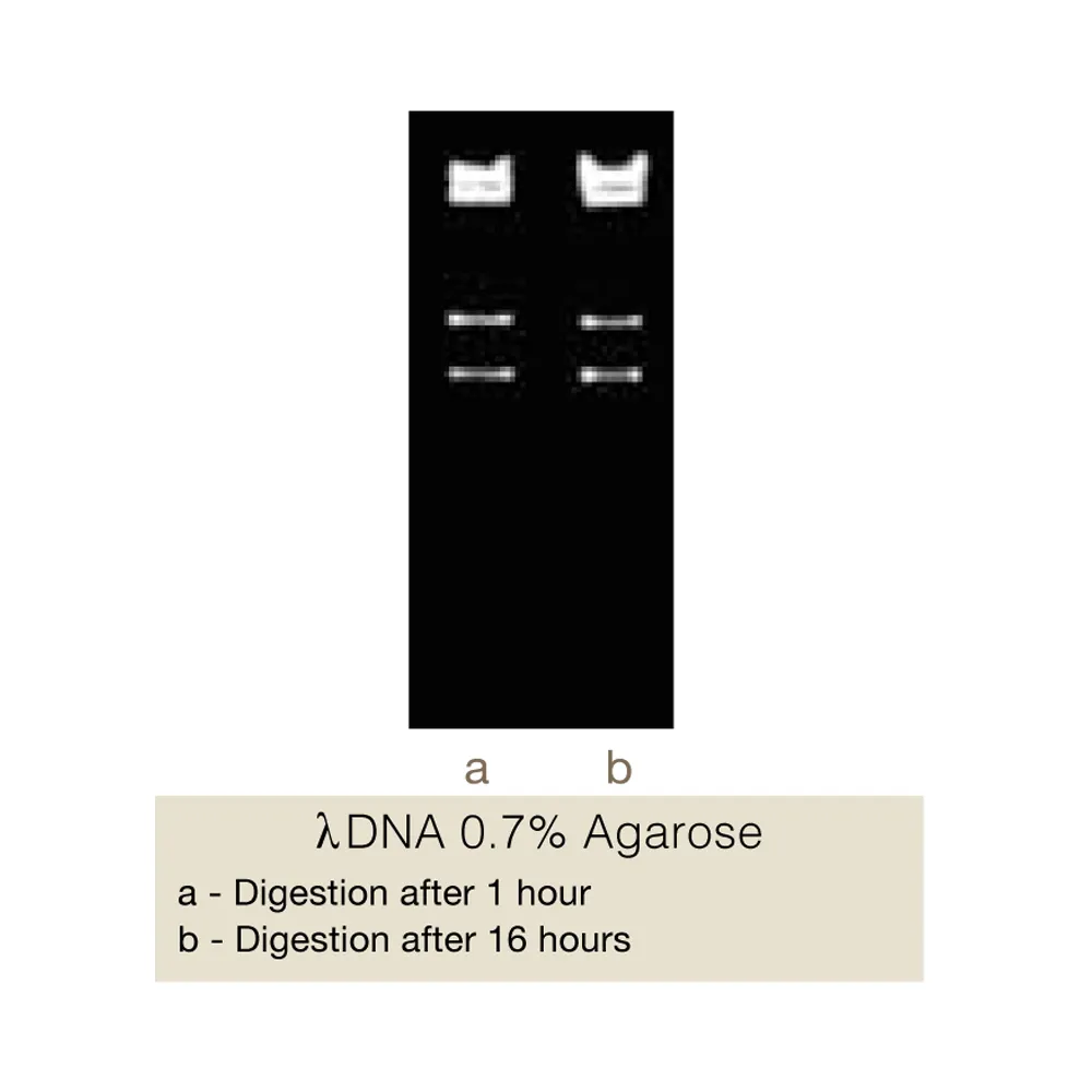 SphI, 200U - image 1