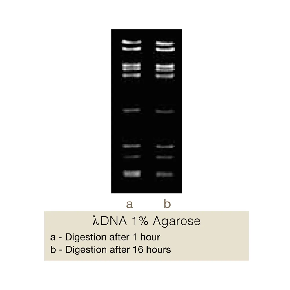 SspI, 200U - image 1