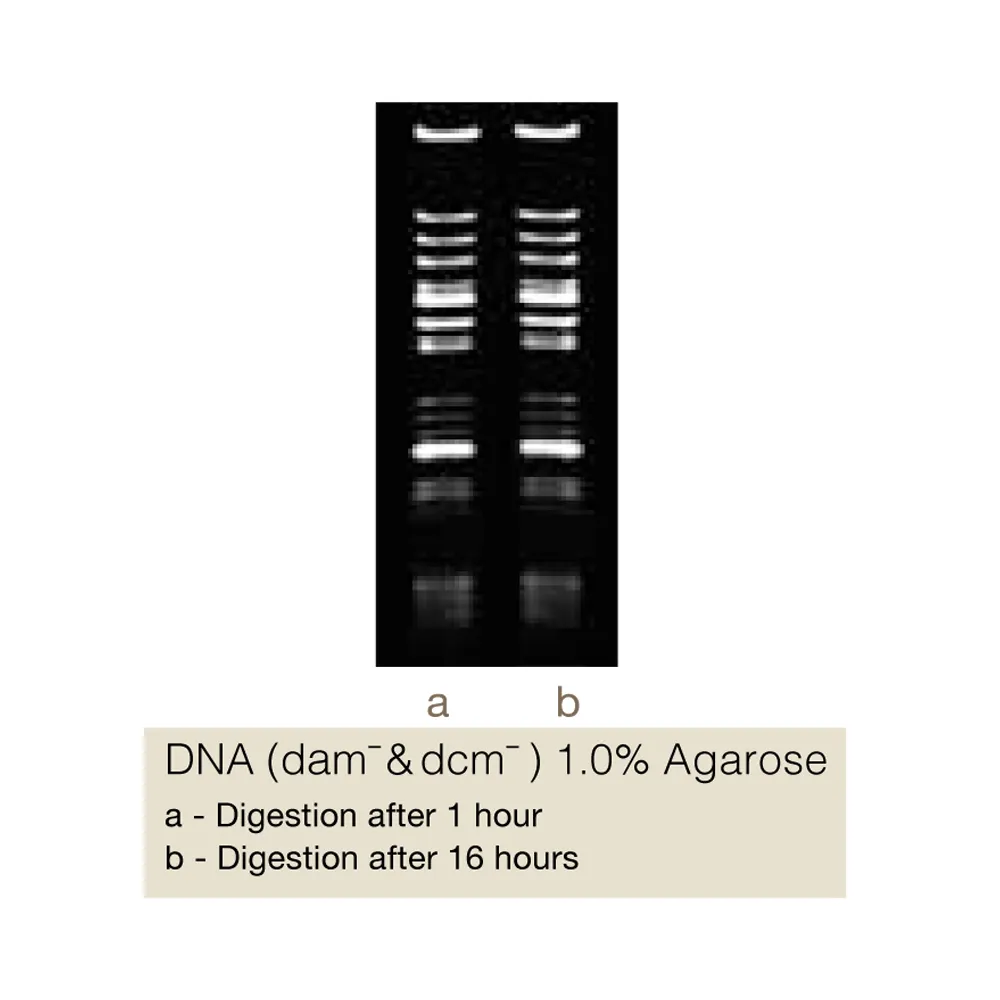 TaqI, 2000U - image 1