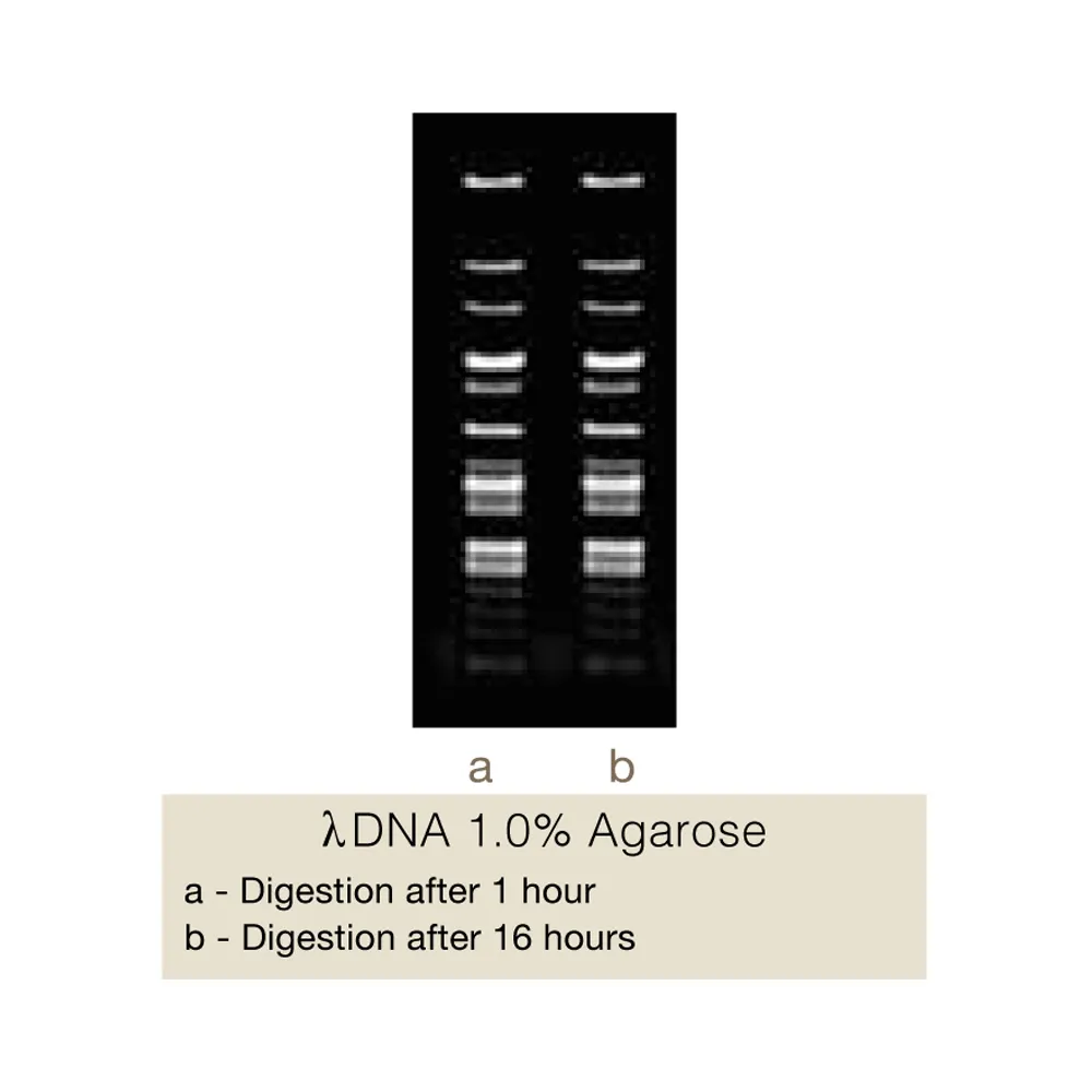 Tru9I, 200U - image 1