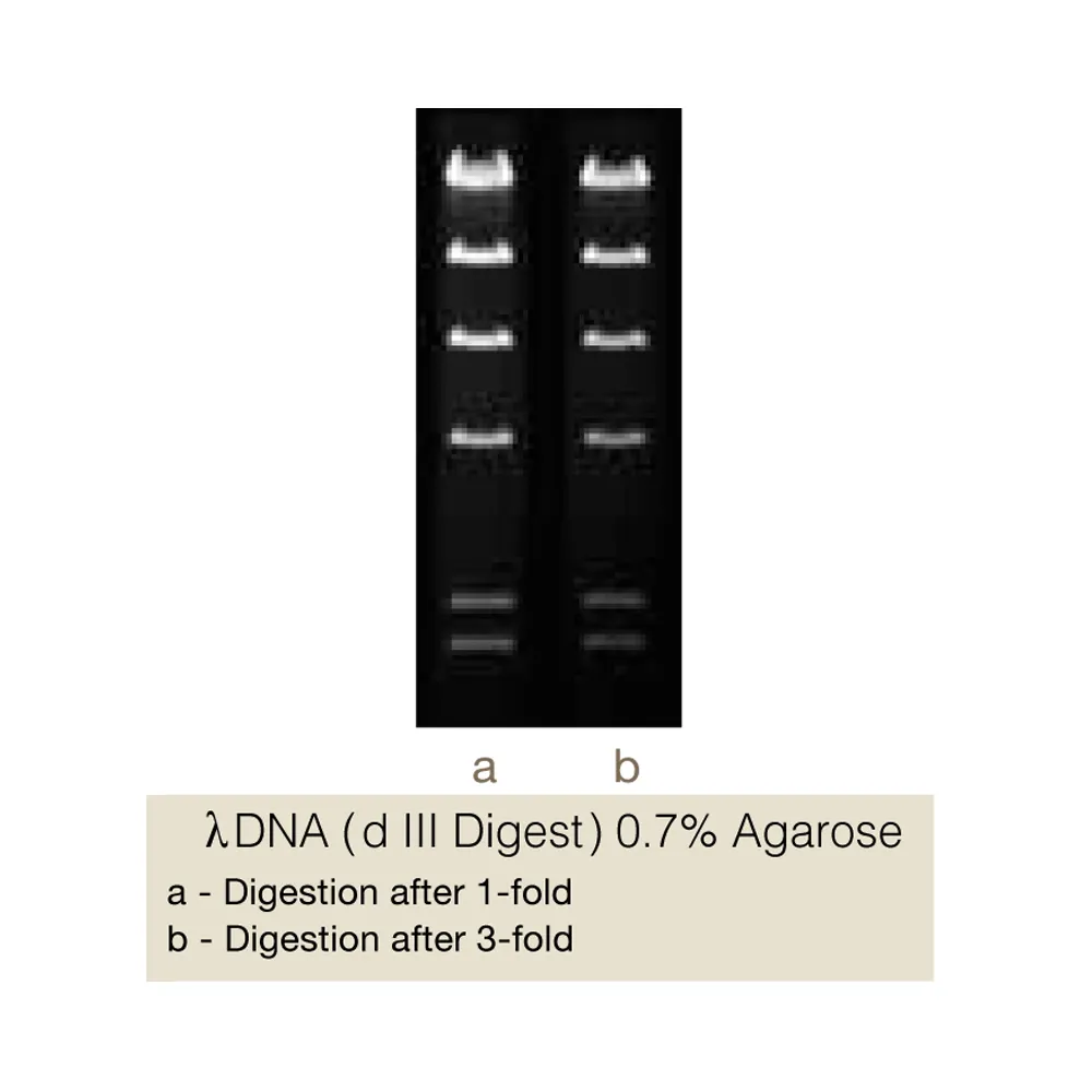 Tth111I, 200U - image 1