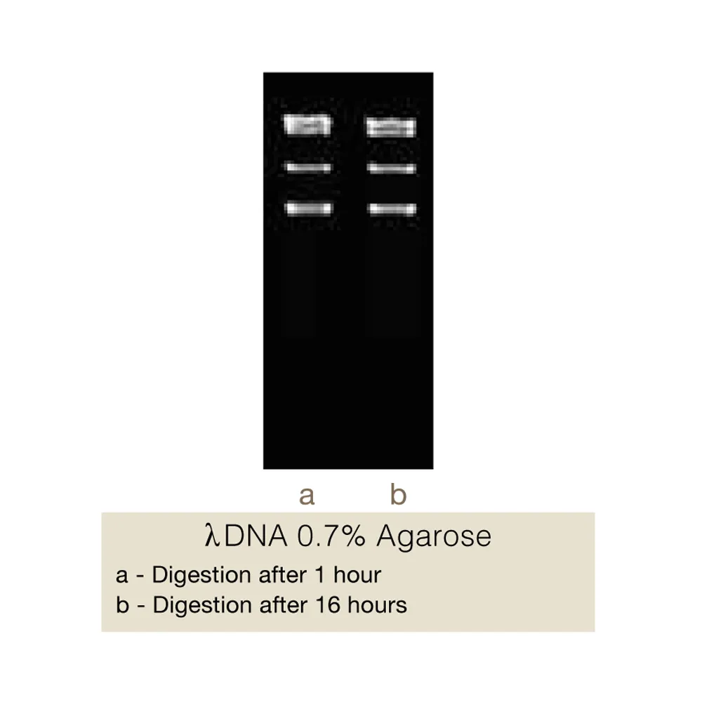 VneI, 500U - image 1