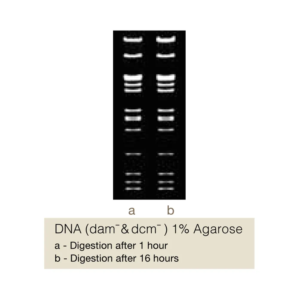 VspI, 600U - image 1