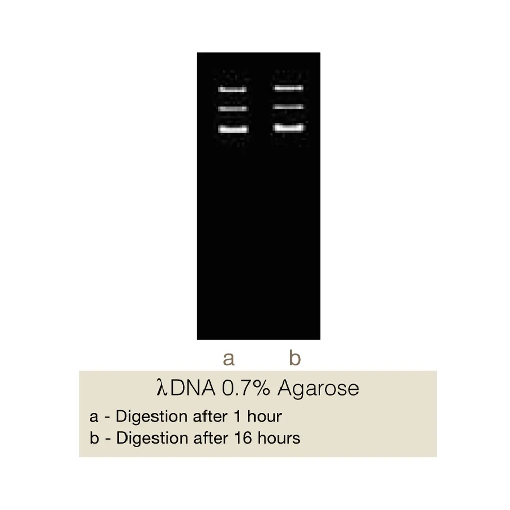 XmaI, 100U - image 1