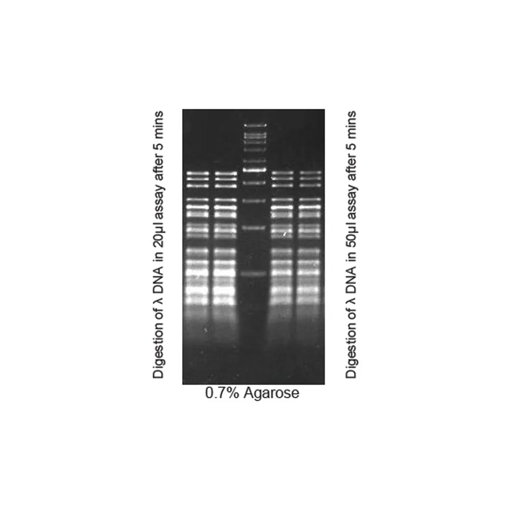 AluI, 25 preps - image 1