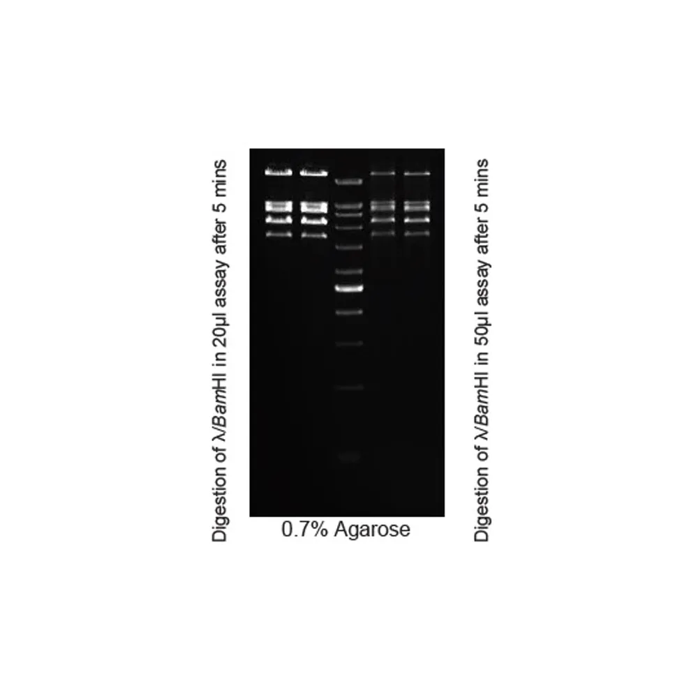 ApaI, 50 preps - image 1