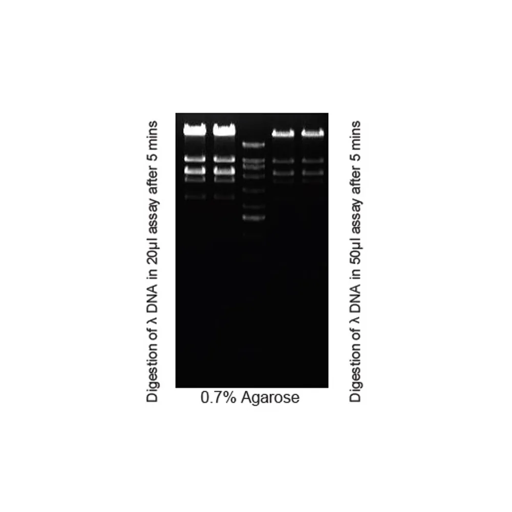 EcoRI, 100 preps - image 1