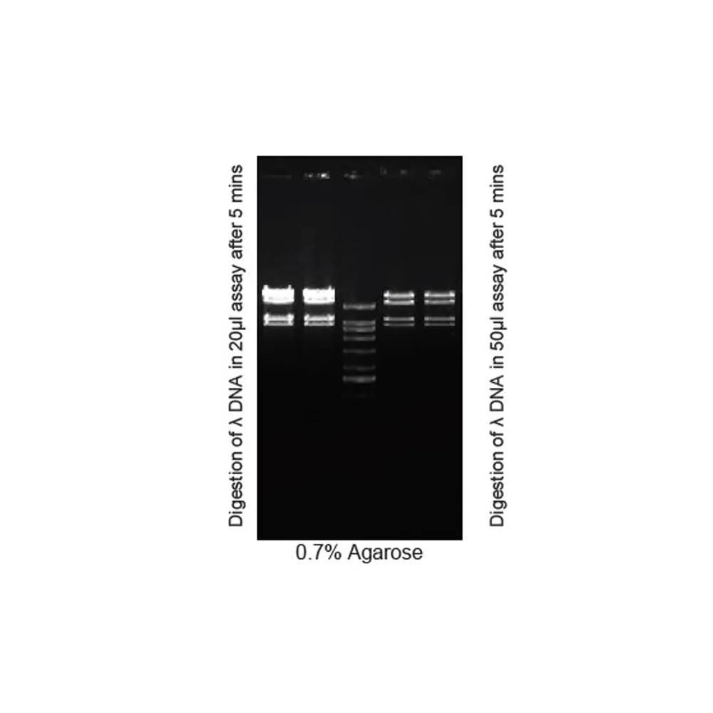 PceI, 25 preps - image 1