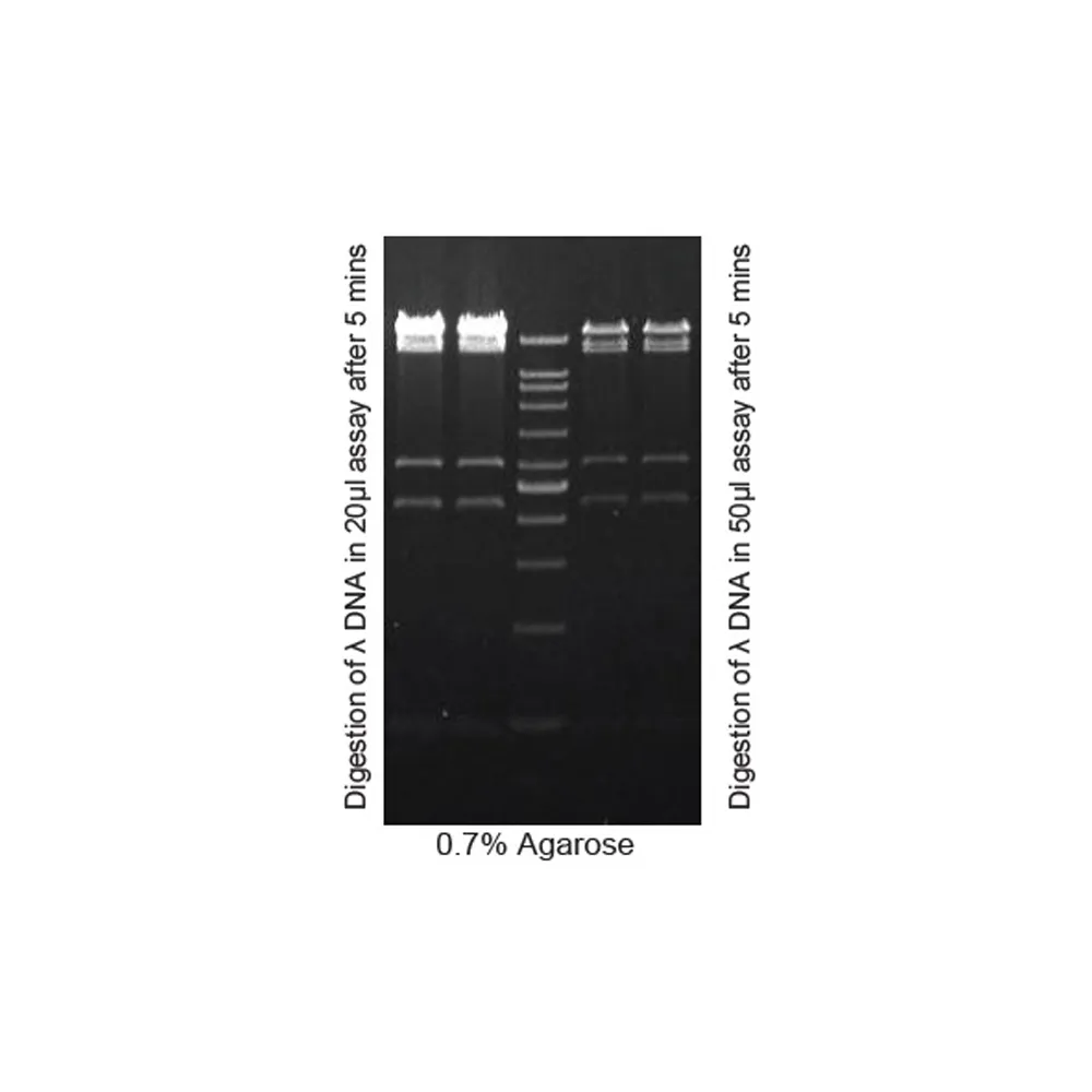 SphI, 50 preps - image 1