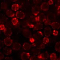Phalloidin, CF®647, 50 U - image 2