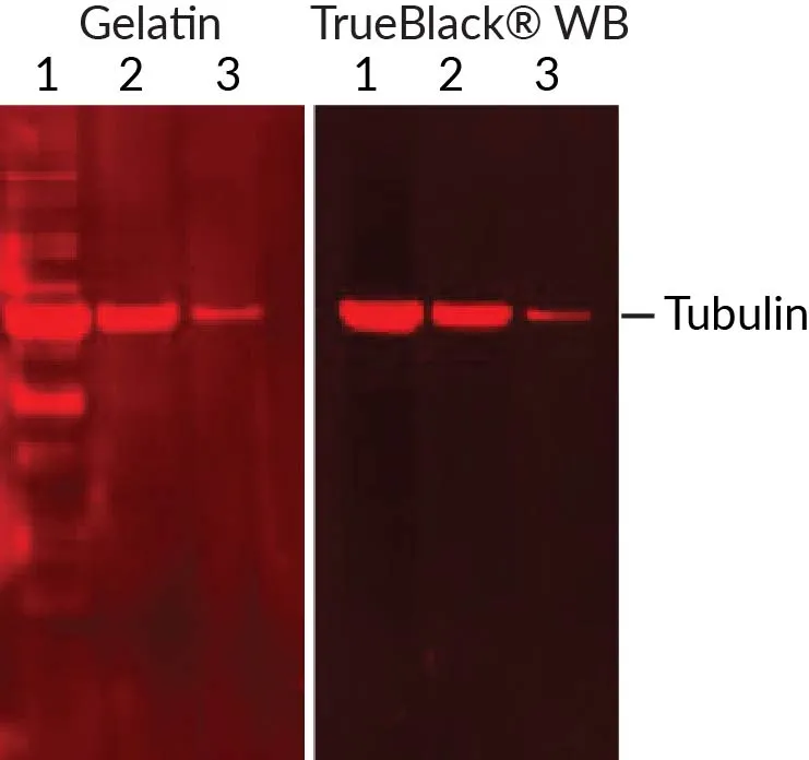 TrueBlack® WB Antibody Diluent - image 2