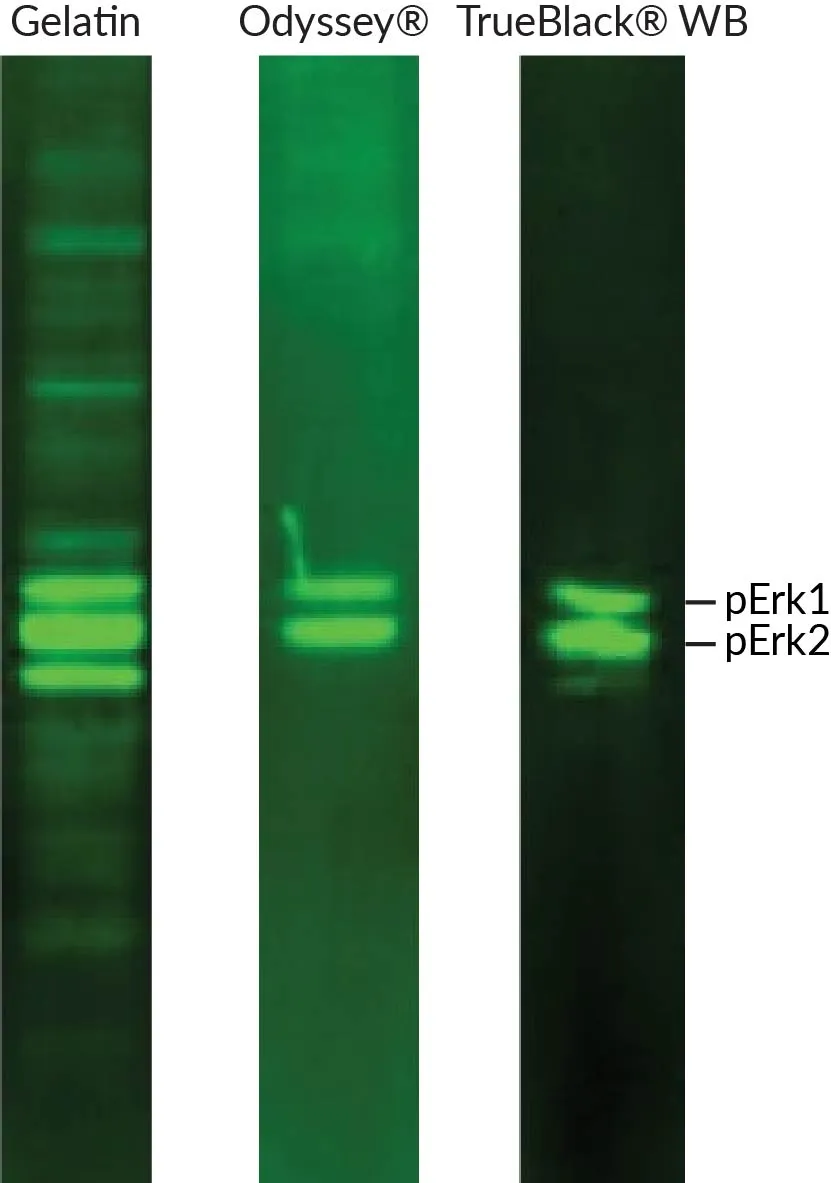 TrueBlack® WB Antibody Diluent - image 3
