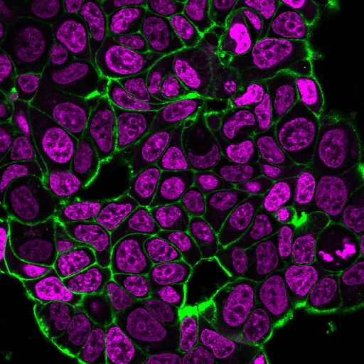 Wheat Germ Agglutinin, Biotin Conjugate - image 2