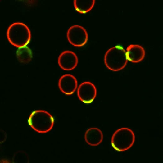 Wheat Germ Agglutinin, Biotin Conjugate - image 3