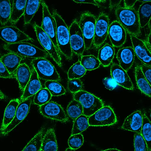 Wheat Germ Agglutinin, Biotin Conjugate - image 4