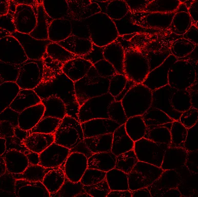 Wheat Germ Agglutinin, Biotin Conjugate - image 5