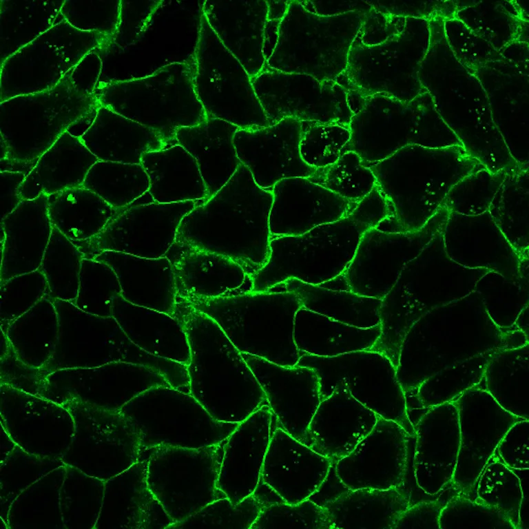 Datura Stramonium Lectin (DSL), Biotin Conjugate - image 2