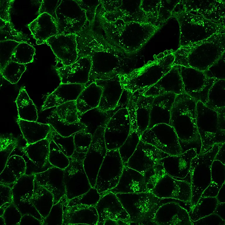 Datura Stramonium Lectin (DSL), Biotin Conjugate - image 3