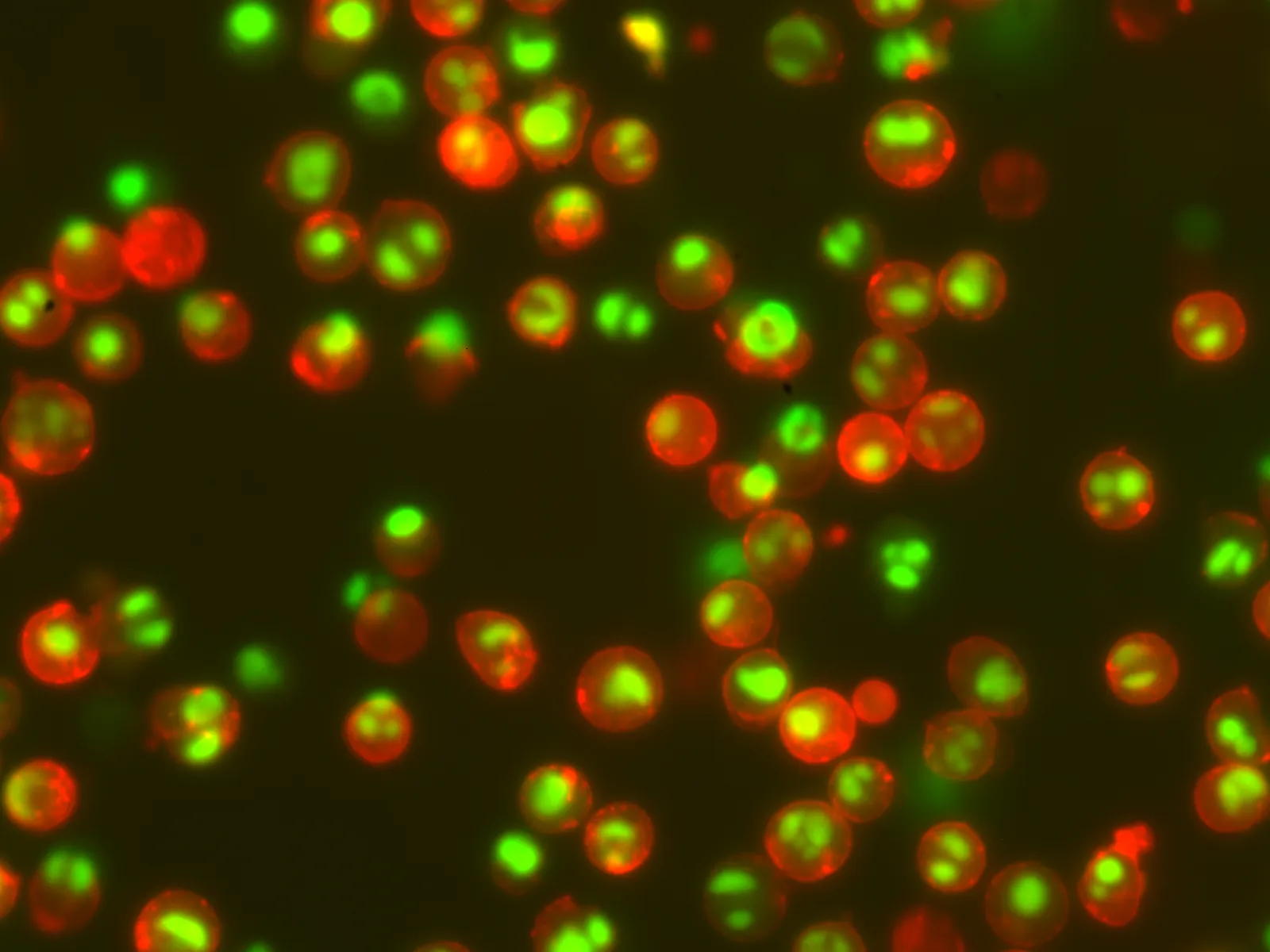 NucView® 530 Caspase-3 Substrate, 1 mM in DMSO, Trial Size - image 3