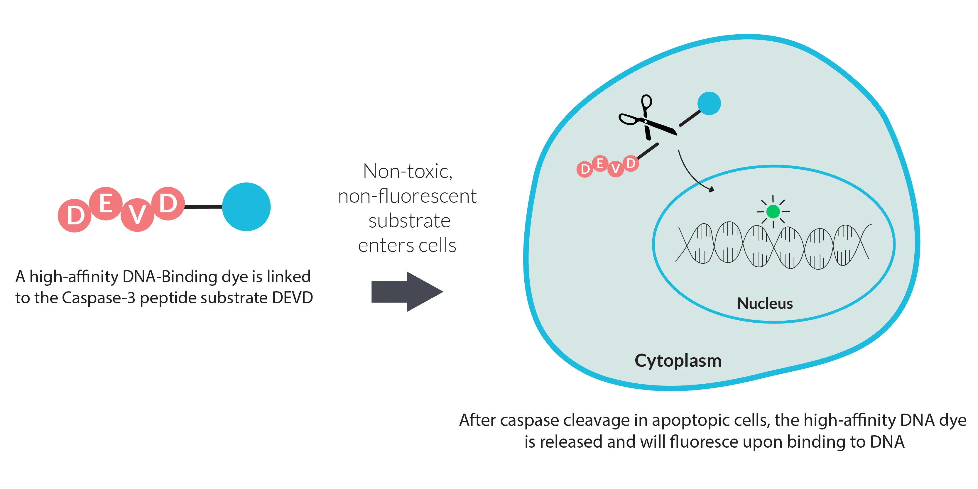 NucView® 530 Caspase-3 Substrate, 1 mM in DMSO, Trial Size - image 4