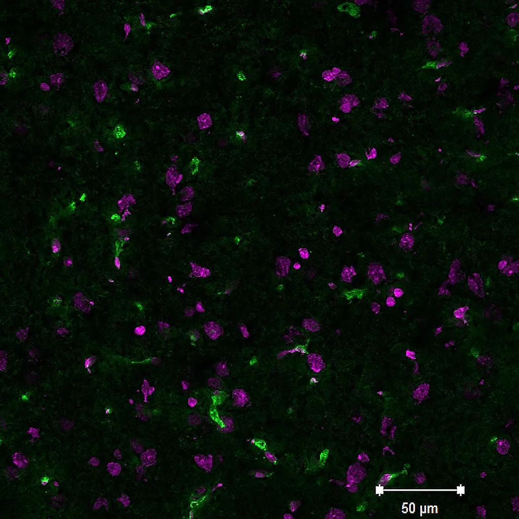 Lycopersicon Esculentum (Tomato) Lectin (LEL, TL), Biotin Conjugate - image 2