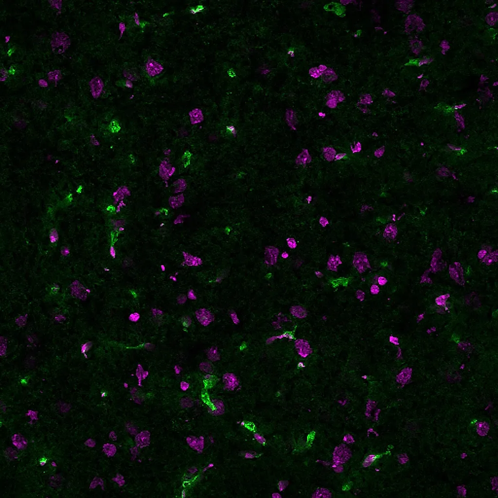 Lycopersicon Esculentum (Tomato) Lectin (LEL, TL), Biotin Conjugate - image 3