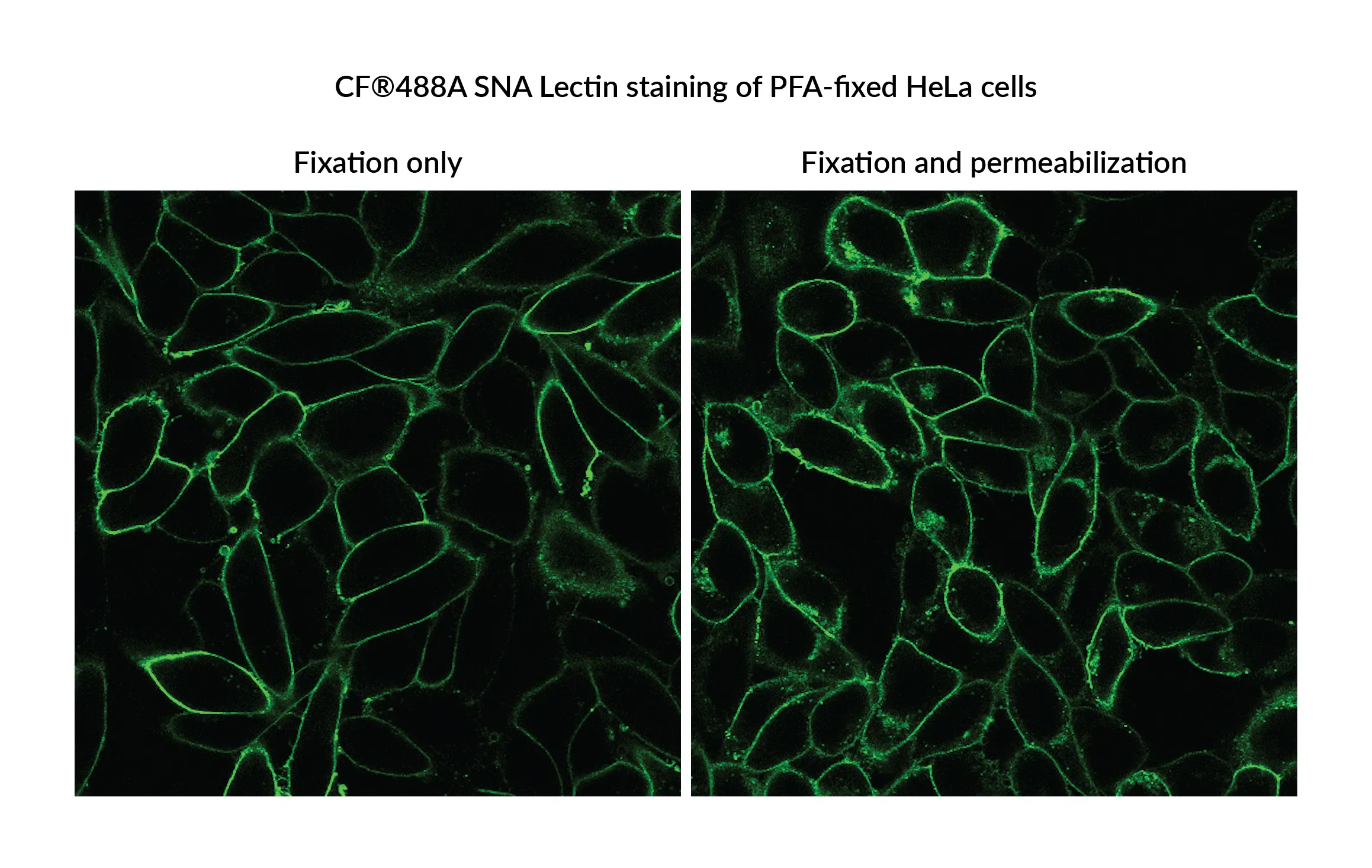 Sambucus Nigra Lectin (SNA, EBL), Biotin Conjugate - image 2