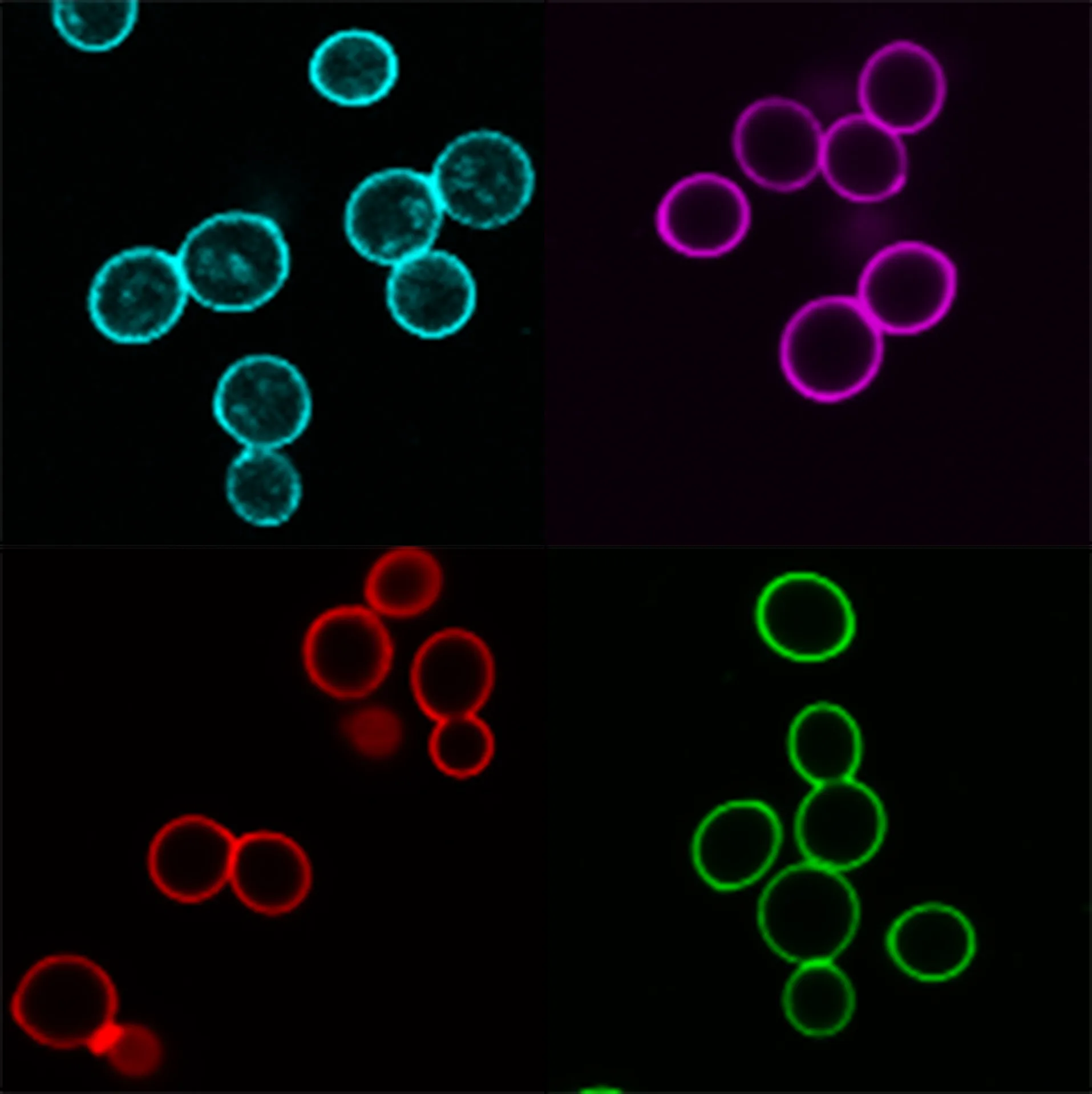 Concanavalin A, CF®740 Conjugate - image 2