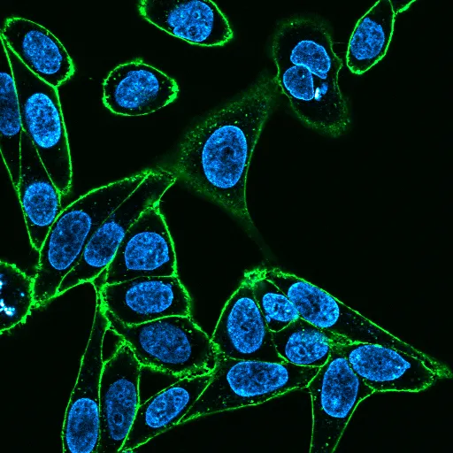 Concanavalin A, CF®740 Conjugate - image 3