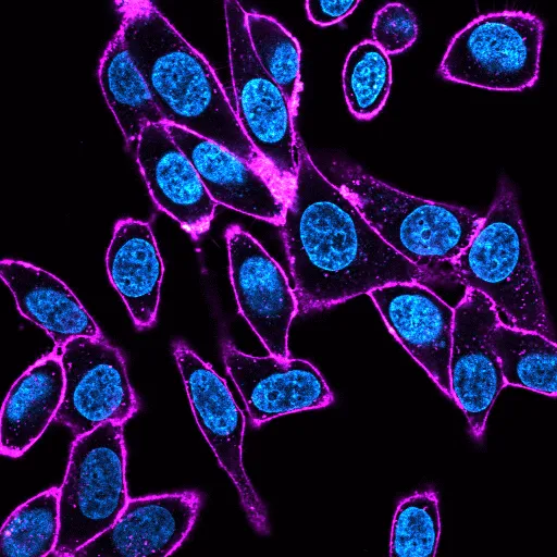 Concanavalin A, CF®740 Conjugate - image 4