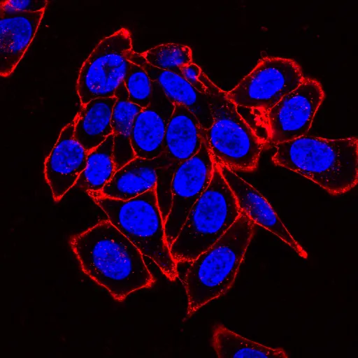 Concanavalin A, CF®740 Conjugate - image 5