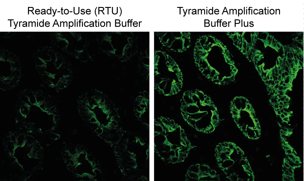 Tyramide Amplification Buffer Plus, 250 reactions - image 5