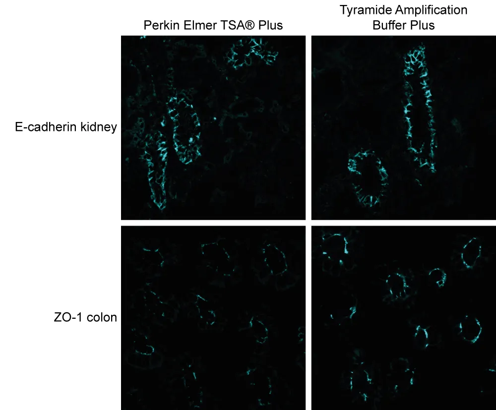 Tyramide Amplification Buffer Plus, 250 reactions - image 6