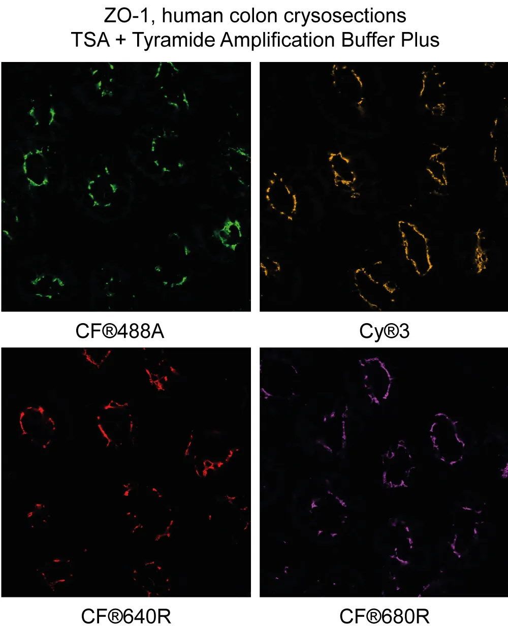 Tyramide Amplification Buffer Plus, 250 reactions - image 7