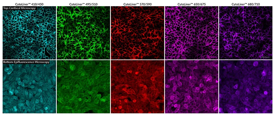 CytoLiner™ 680/710 Fixed Cell Membrane Stain, 1000 labelings - image 2