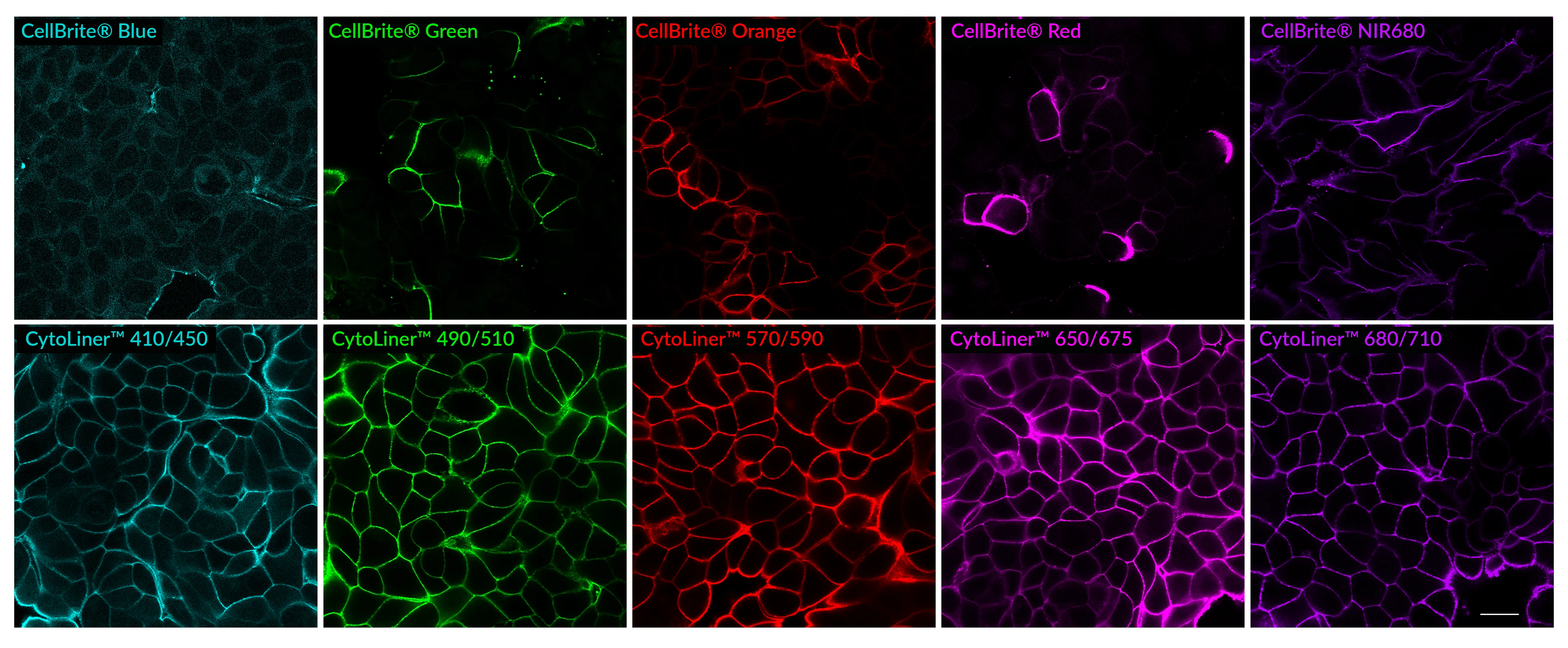 CytoLiner™ 680/710 Fixed Cell Membrane Stain, 1000 labelings - image 11