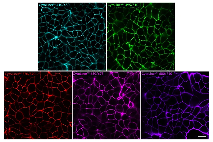 CytoLiner™ 680/710 Fixed Cell Membrane Stain, 1000 labelings - image 3
