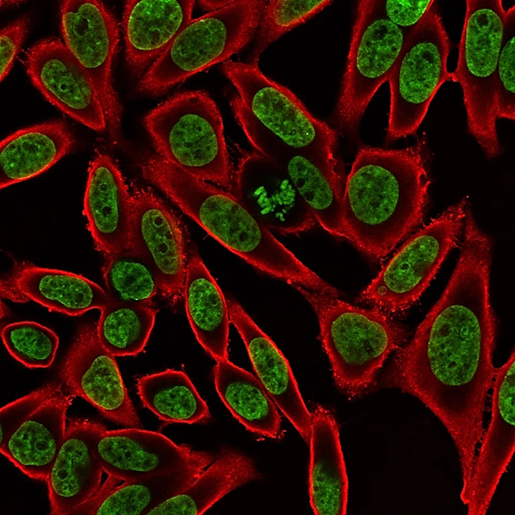 CytoLiner™ 680/710 Fixed Cell Membrane Stain, 1000 labelings - image 5