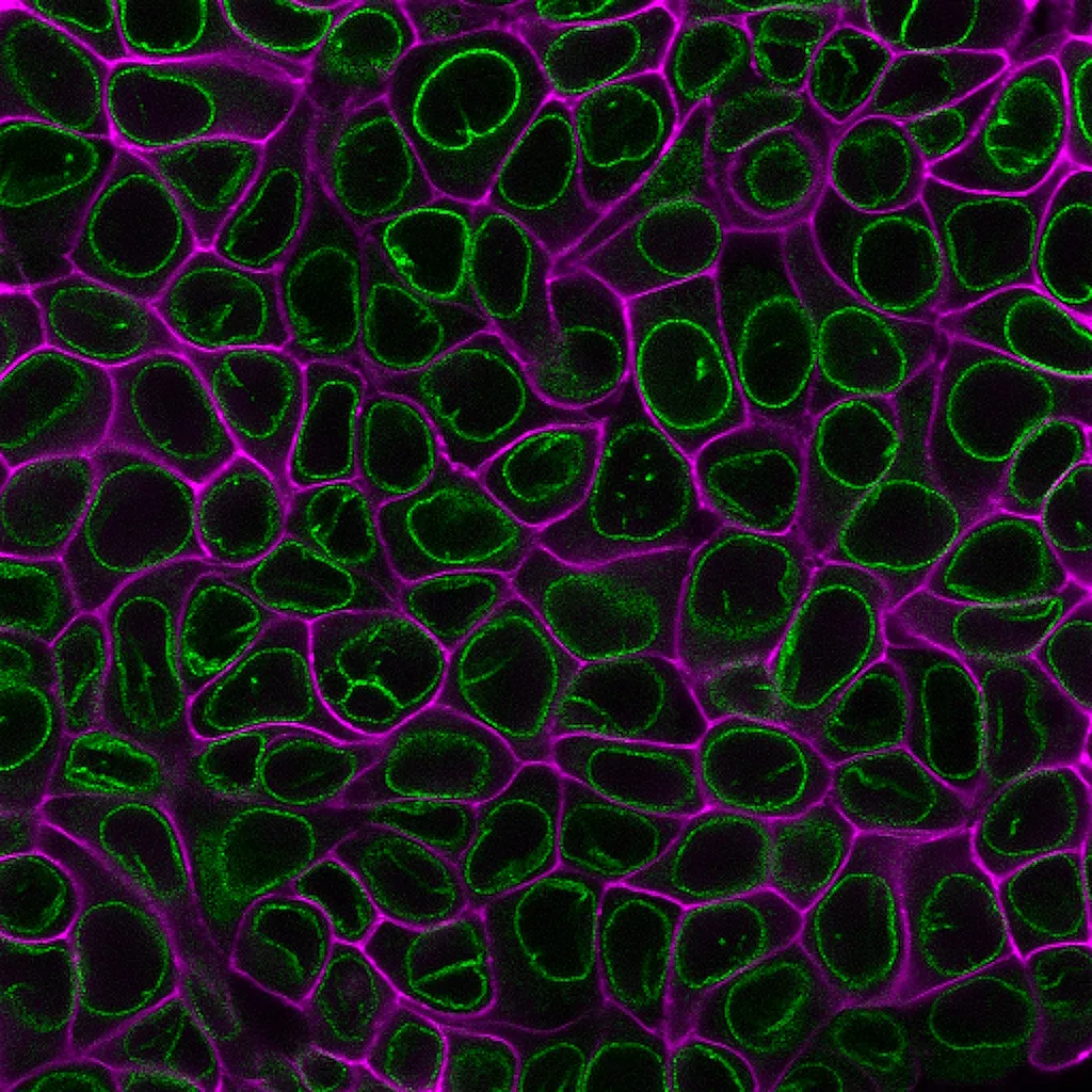 CytoLiner™ 680/710 Fixed Cell Membrane Stain, 1000 labelings - image 8