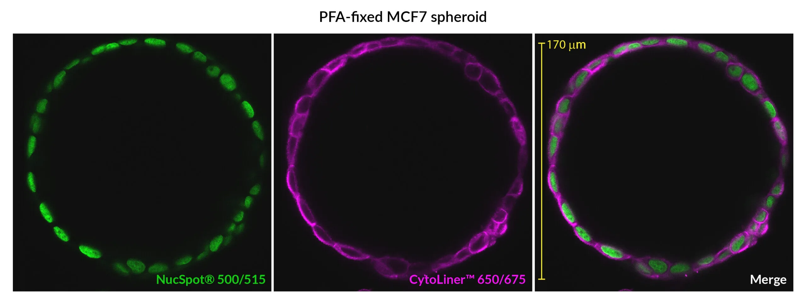 CytoLiner™ 680/710 Fixed Cell Membrane Stain, 1000 labelings - image 9