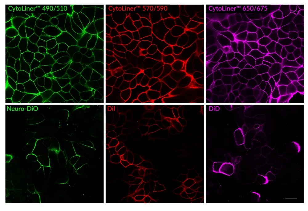 CytoLiner™ 680/710 Fixed Cell Membrane Stain, 1000 labelings - image 10