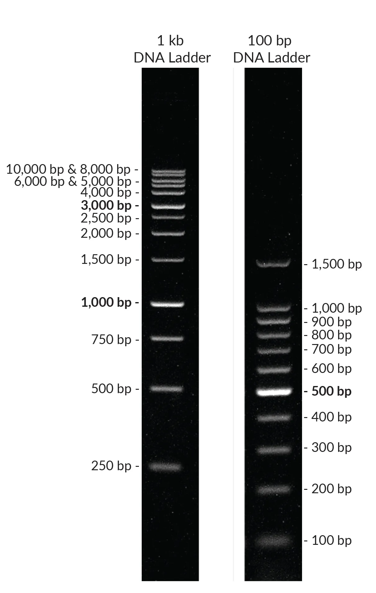 1 kb DNA Ladder, Ready-to-Load (150 applications, 1.5 mL) - image 2