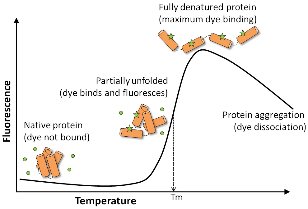 GloMelt™ Thermal Shift Protein Stability Kit 2.0 with ROX - image 3