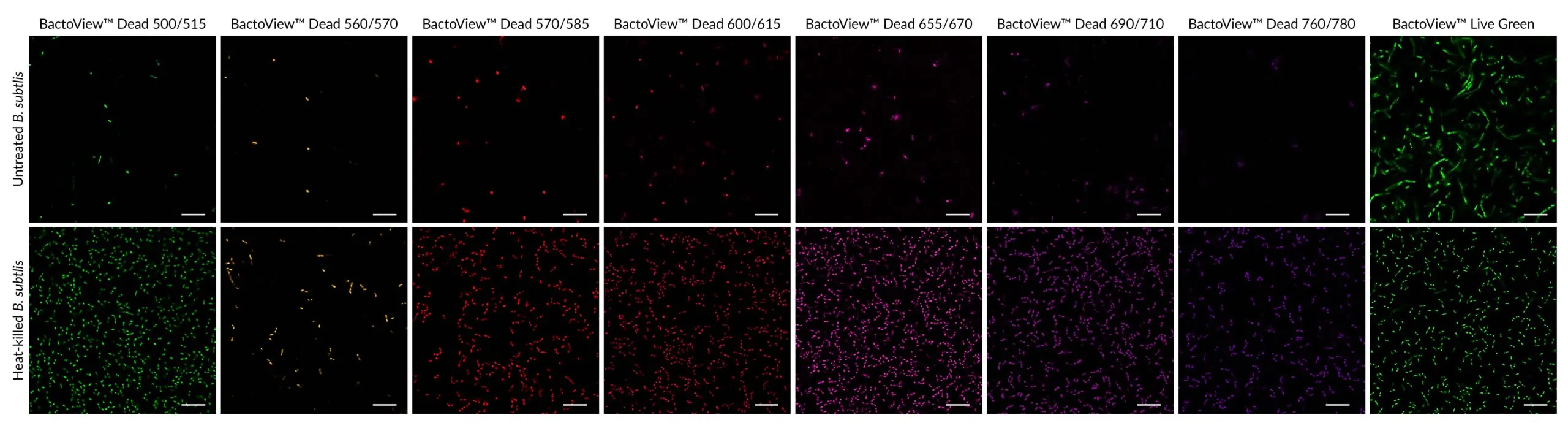 BactoView™ Dead 655/670, 500X in Water - image 2