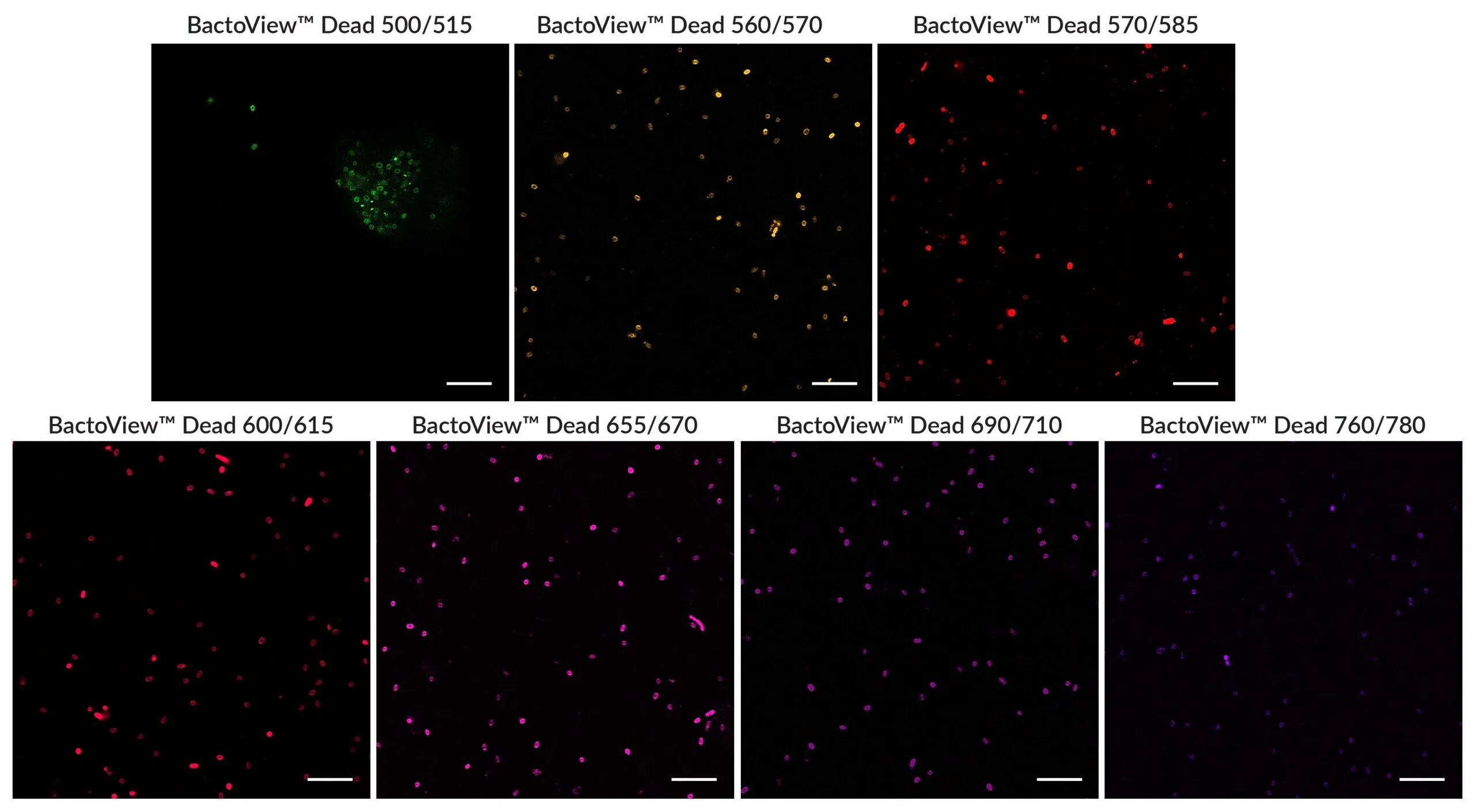 BactoView™ Dead 655/670, 500X in Water - image 3