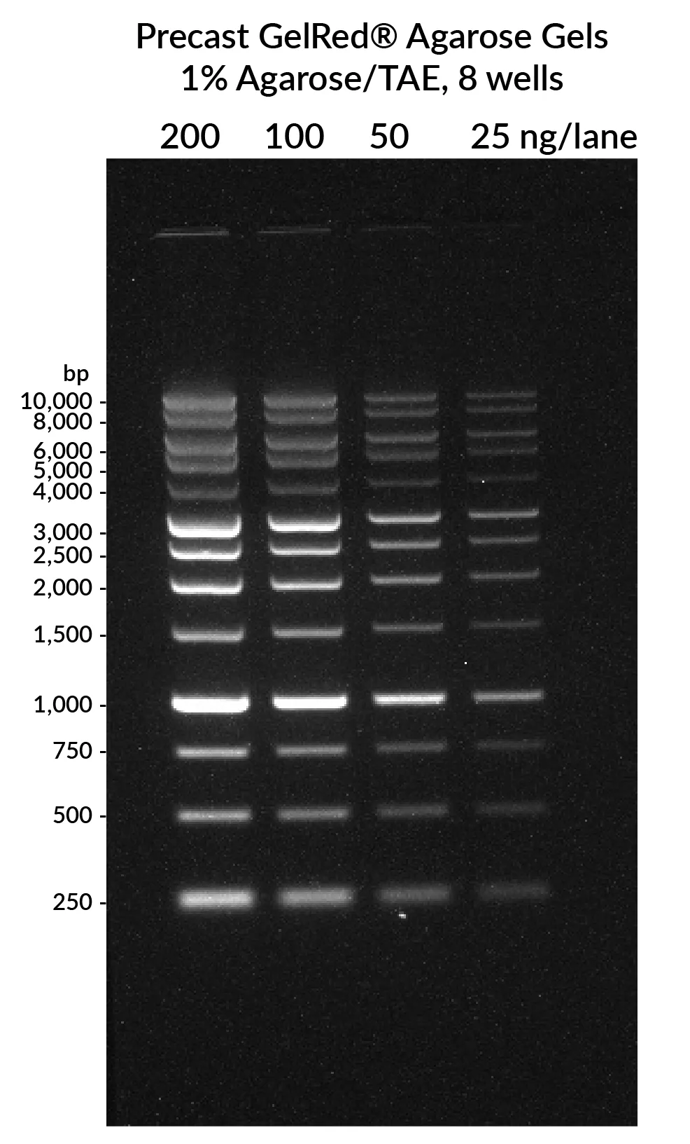 Precast GelRed® Agarose Gels, 1% Agarose/TAE, 18 wells (pack of 10) - image 2