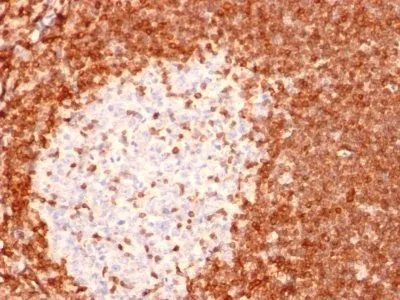 Anti-bcl-2(8C8), CF740 conjugate - image 1